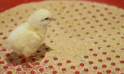 صادرات 52 تن پای مرغ به هنگ‌کنگ/ صادرات 280 هزار جوجه یک روزه